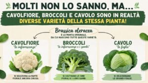 Molti non lo sanno, ma cavolfiore, broccoli e cavolo sono in realtà diverse varietà della stessa pianta
